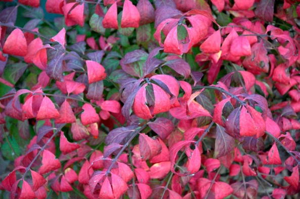 Spindle tree (euonymus)