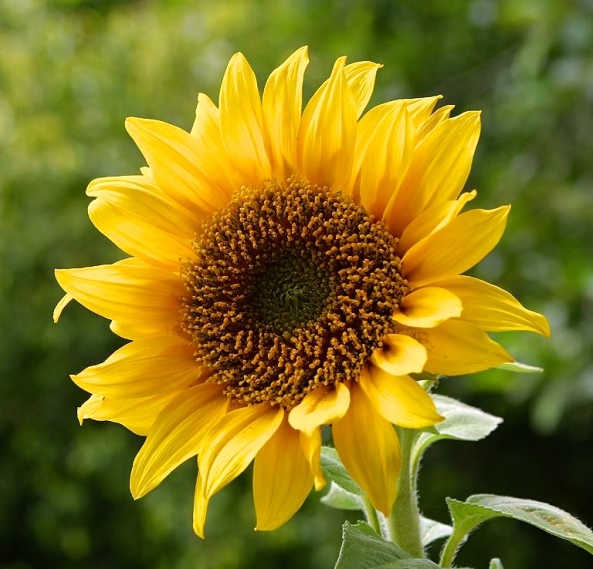 Sunflower (Plantenance)